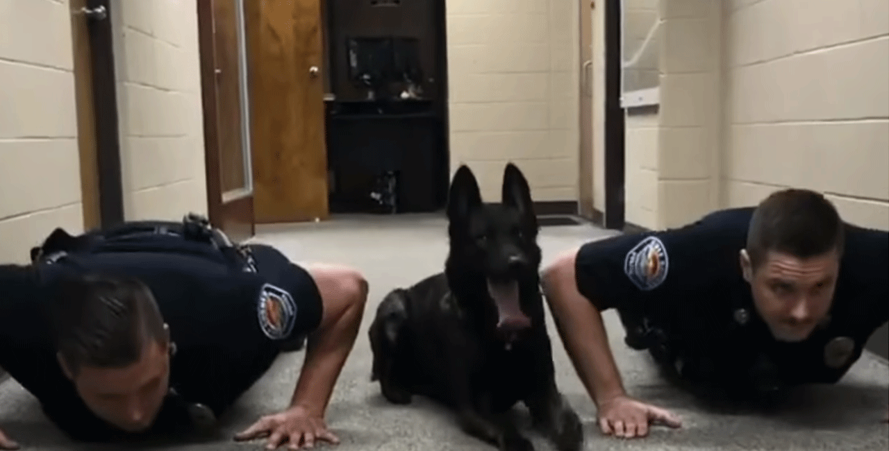 σκύλος, κάμψεις, Φλόριντα