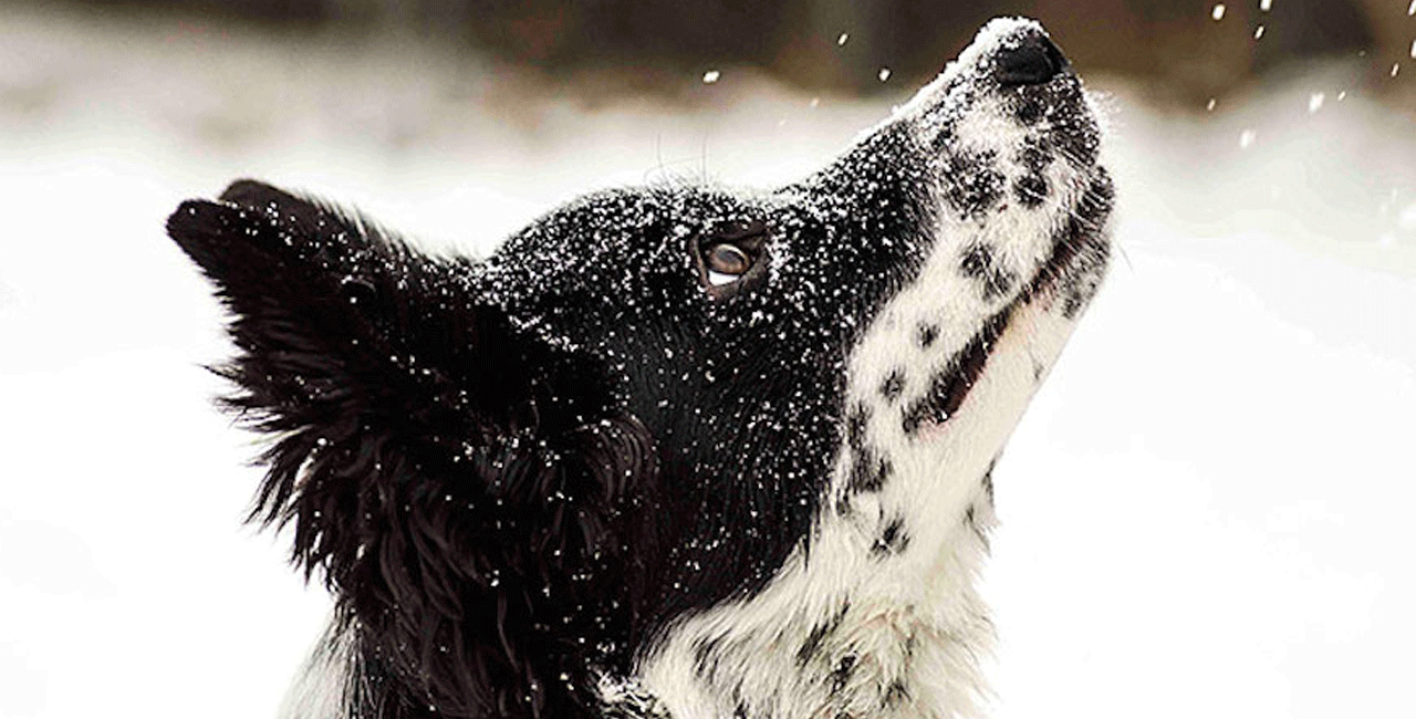 χιόνι, σκύλος