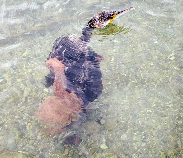 Χταπόδι αρπάζει κορμοράνο στο Ναύπλιο
