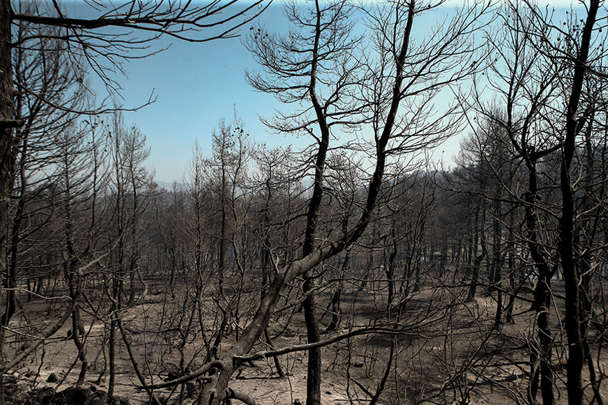 Πυρκαγιά στην Εύβοια