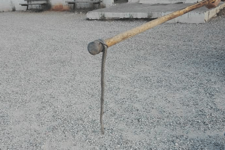 Οχιά σε εκλογικό κέντρο στη Βόνιτσα