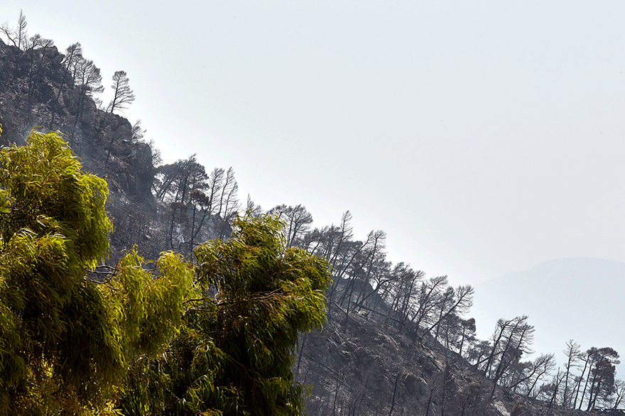 Δασική πυρκαγιά