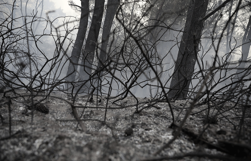 Δασική πυρκαγιά