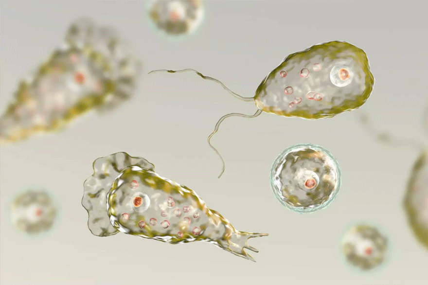 Εγκεφαλοφάγα αμοιβάδα