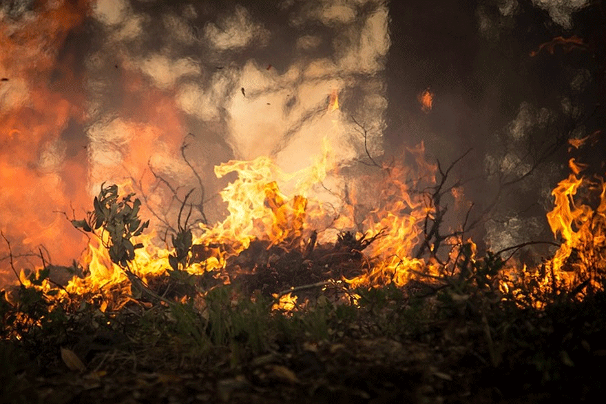 Δασική πυρκαγιά
