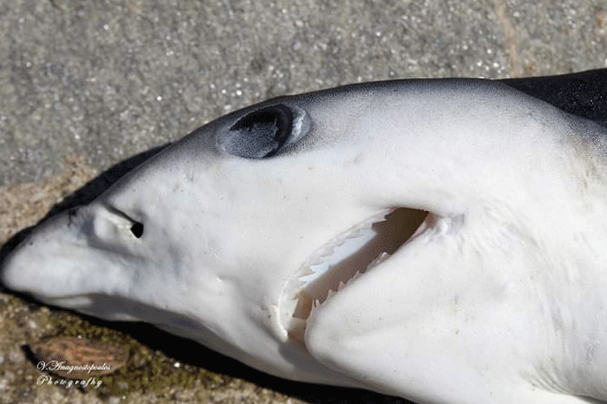 Ροδόπη: Νεκρός καρχαρίας στο Φανάρι