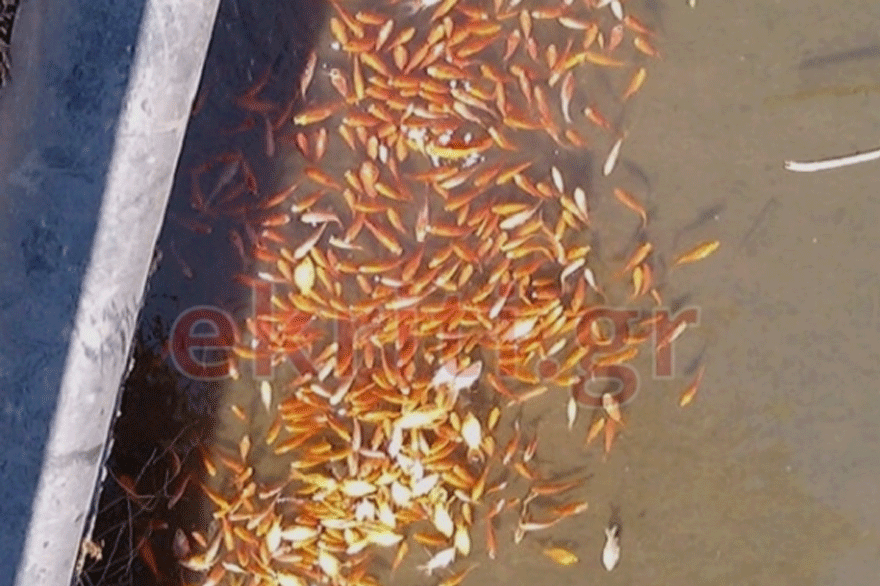 Γέμισε νεκρά ψάρια το Φράγμα Αποσελέμη στην Κρήτη