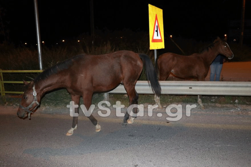 Φθιώτιδα: Άλογα βγήκαν στον δρόμο και προκάλεσαν κυκλοφοριακό
