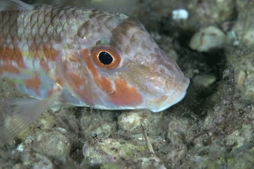 Κουτσομούρα (Mullus Barbatus)