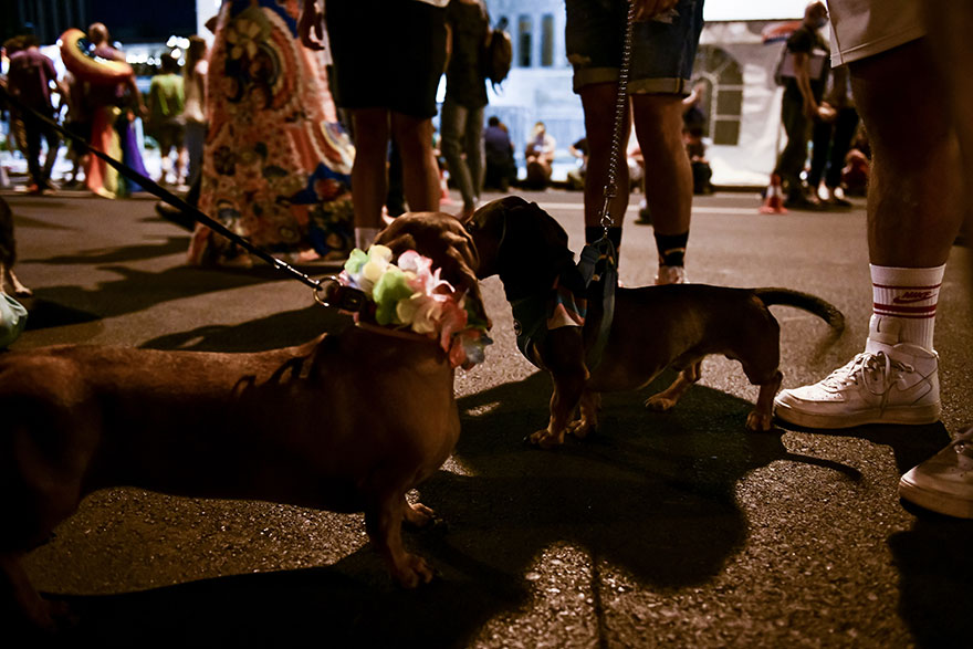Δύο σκύλοι στο Athens Pride 2021 στο Σύνταγμα