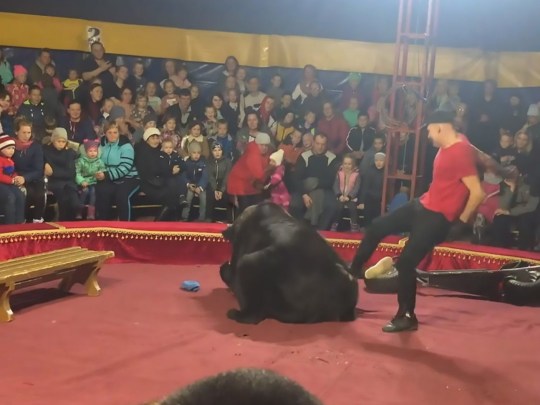 Ρωσία: Επίθεση αρκούδας σε τσίρκο