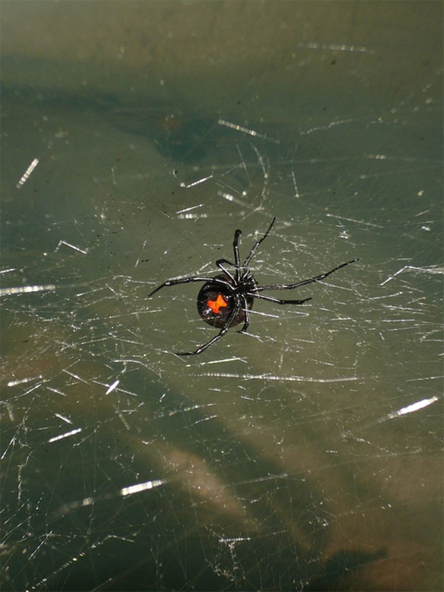 Μαύρη αράχνη: Η «μαύρη» χήρα έχει δηλητήριο που προκαλεί έντονο πόνο και παραισθήσεις