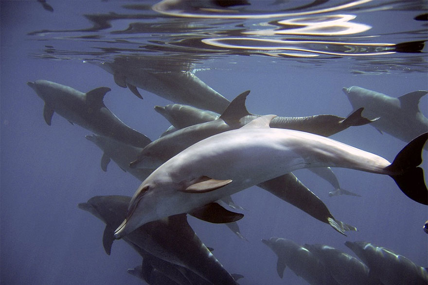 Η κλειτορίδα στα θηλυκά δελφίνια είναι λειτουργική και προσφέρει ηδονή