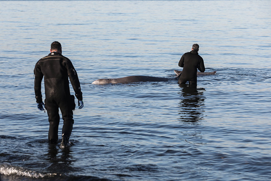 Δύτες δίπλα στη φάλαινα που έχει εγκλωβιστεί σε παραλία στον Άλιμο