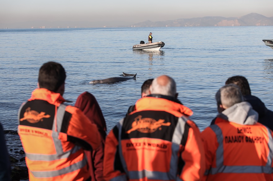 Επιχείρηση διάσωσης μιας φάλαινας του είδους ζίφιος που εξόκειλε στα ρηχά της παραλίας του Αλίμου