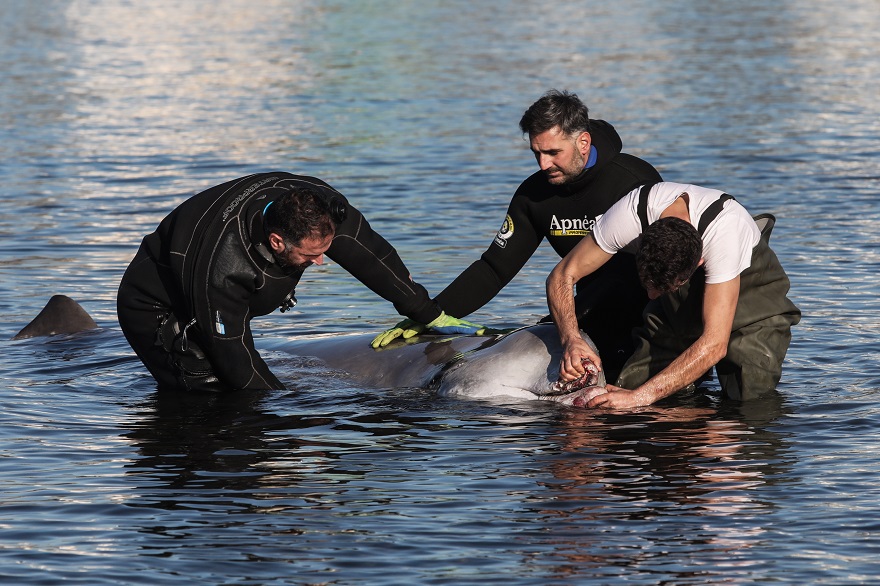 Εντατικές προσπάθειες διάσωσης της νεαρής φάλαινας στον Άλιμο