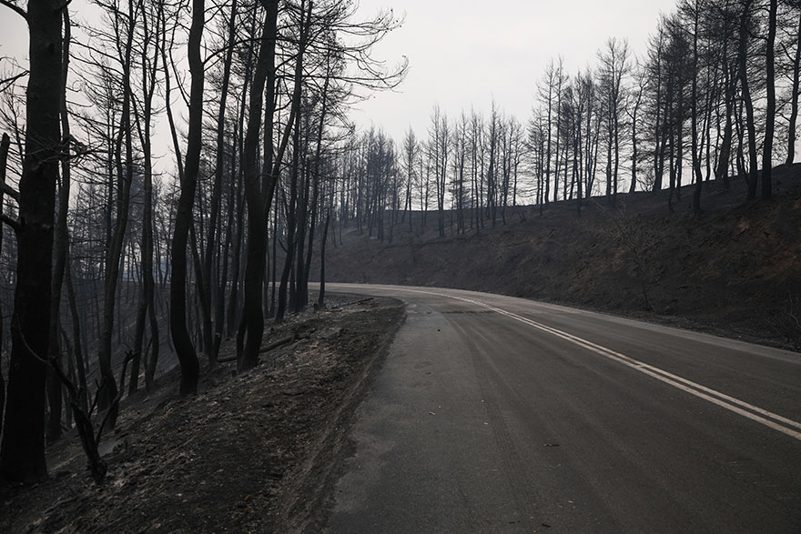 Καμένη γη στην Εύβοια - Η φωτιά κατέβηκε με ταχύτητα την πλαγιά