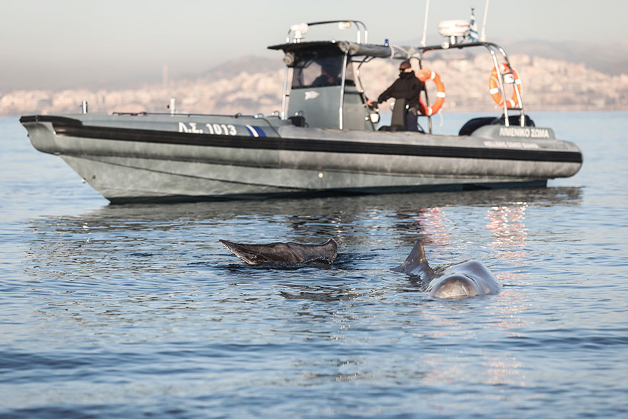 Η φάλαινα ζιφιός στον Άλιμο δίπλα από σκάφος του Λιμενικού Σώματος
