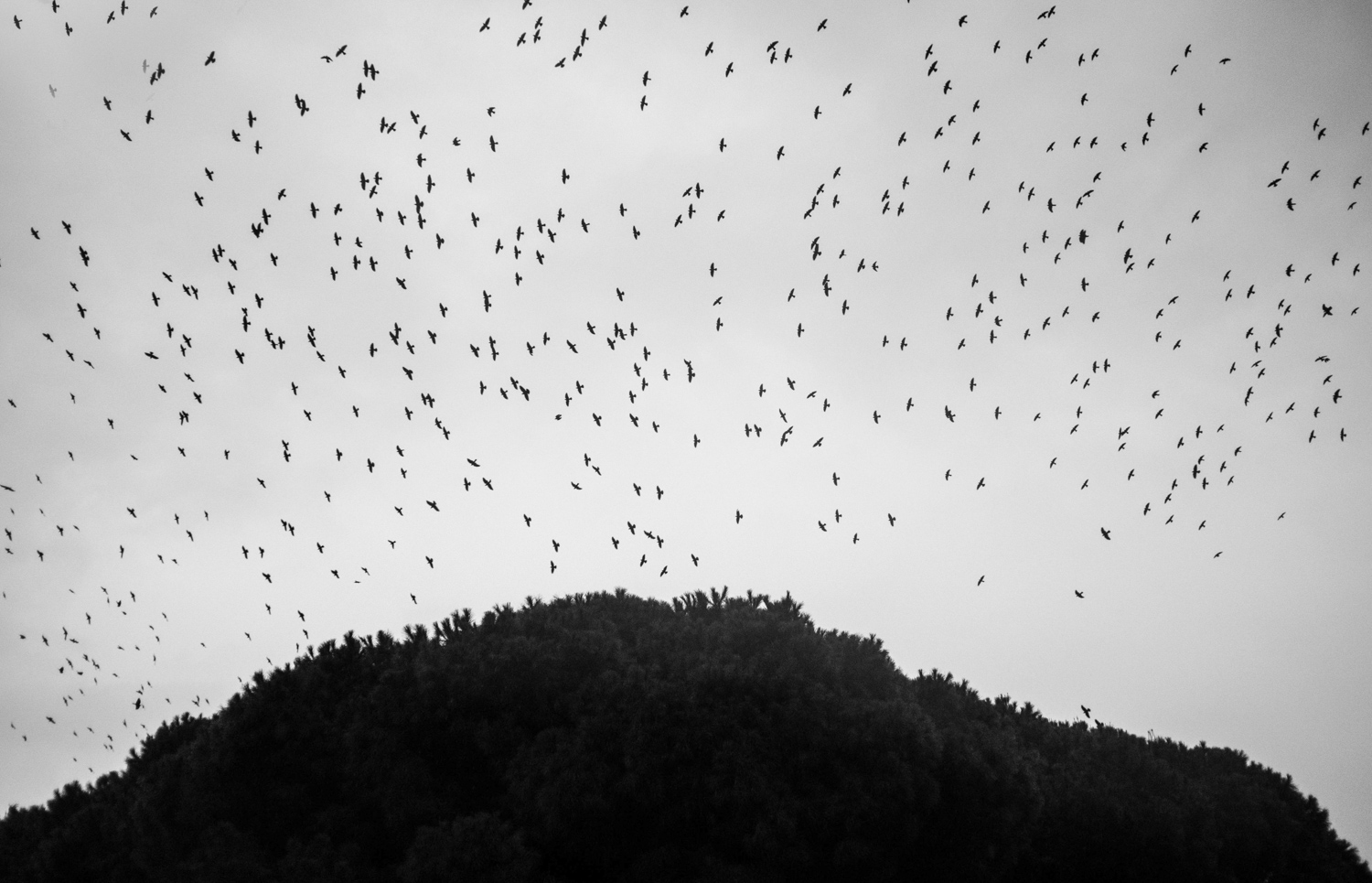 Πουλιά που πετούν στον ουρανό