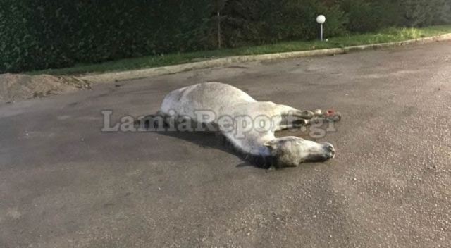 Νεκρό άλογο στη Στυλίδα - Παρασύρθηκε από φορτηγό