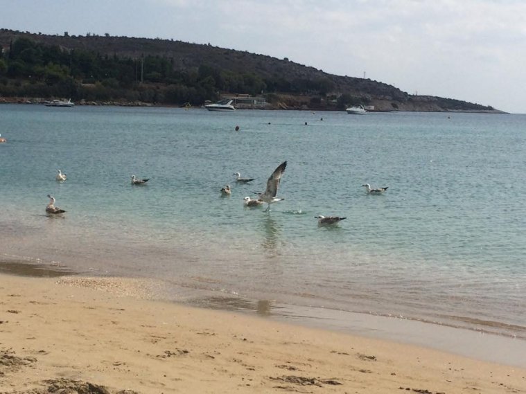 greece, athens voice