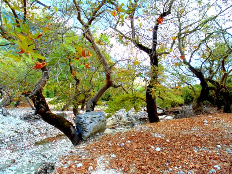 greece, athens voice