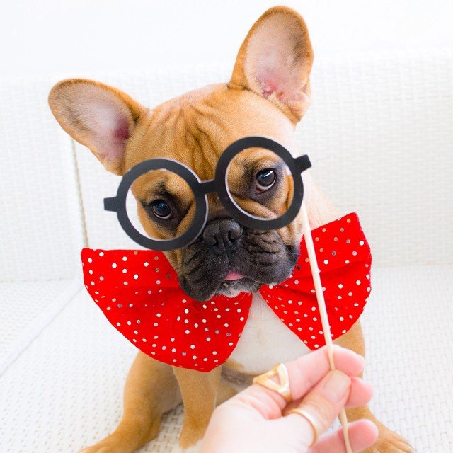 Bella & Beau @bellalovesbeau 