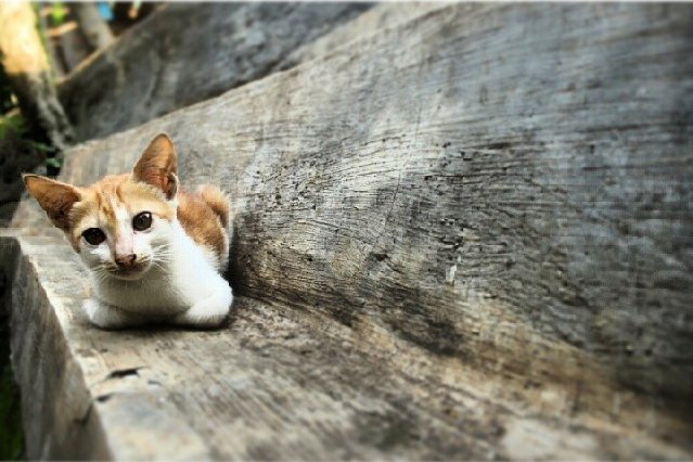 Raka Rizky Saputra @rarizco