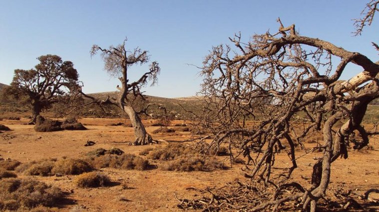 athens voice readers, greece