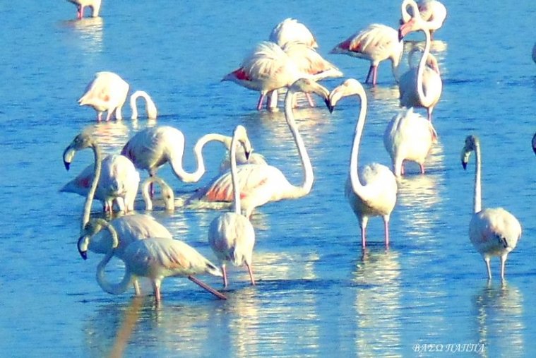 athens voice readers, greece athens voice readers, greece