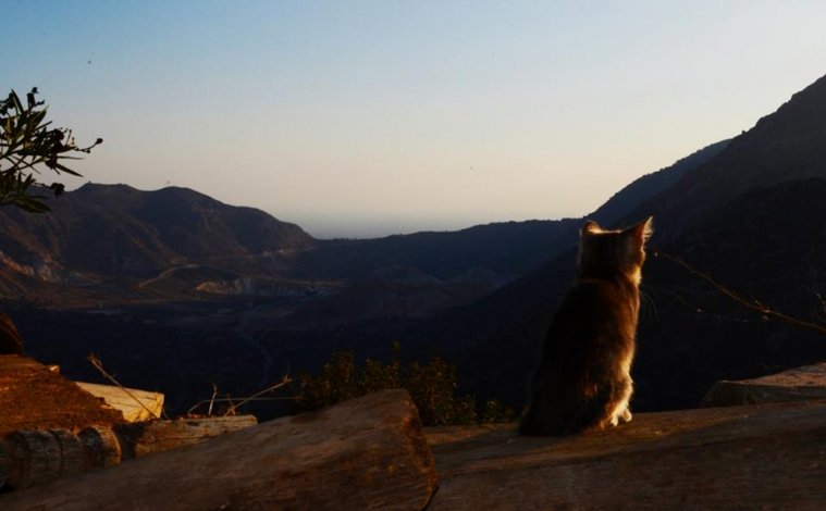 athens voice readers, greece athens voice readers, greece