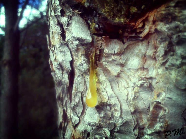 athens voice readers, greece