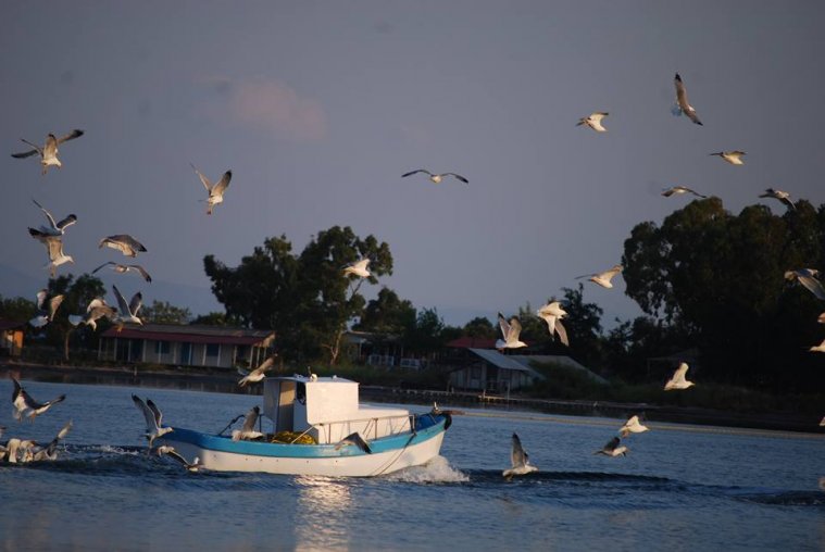 athens voice readers, greece