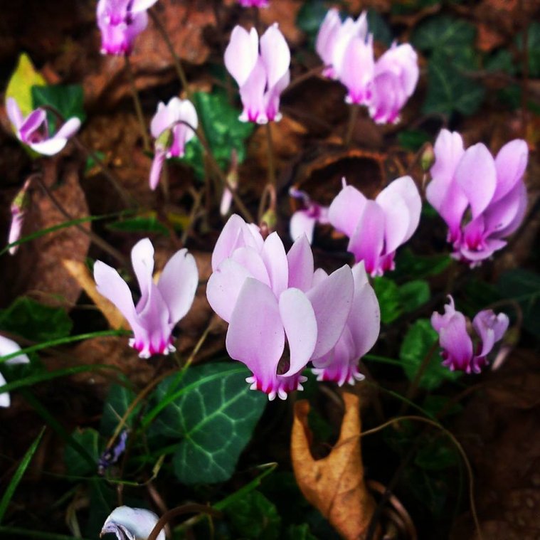 greece, athens voice greece, athens voice