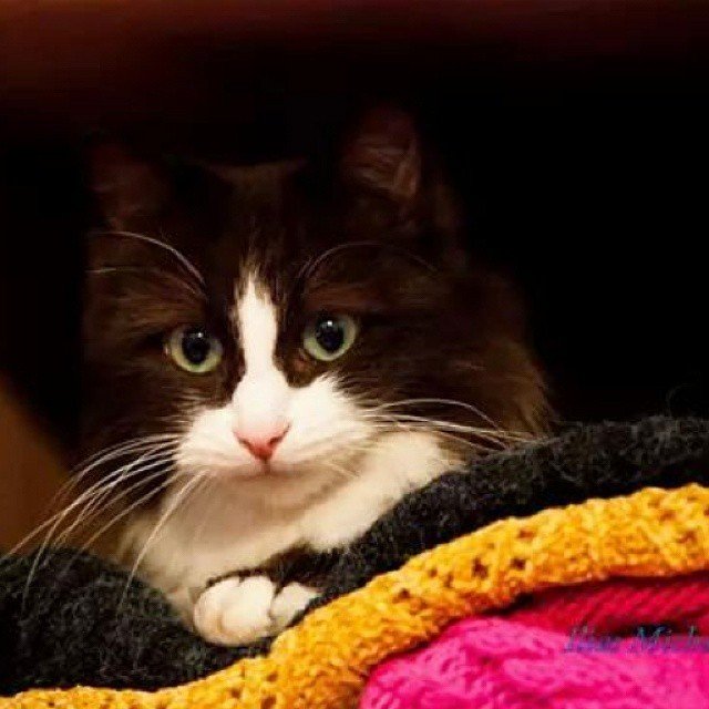 Insta#athensvoice 11.11.14 Insta#athensvoice 11.11.14