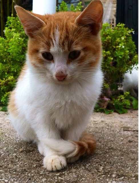 Insta#athensvoice 11.11.14 Insta#athensvoice 11.11.14