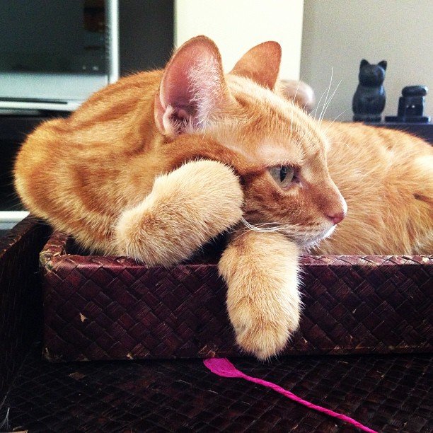 Insta#athensvoice 11.11.14 Insta#athensvoice 11.11.14