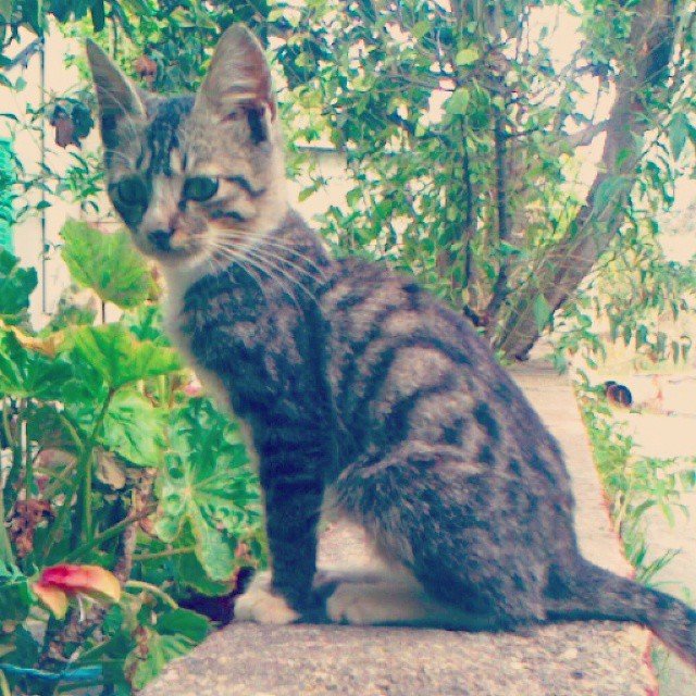 Insta#athensvoice 11.11.14