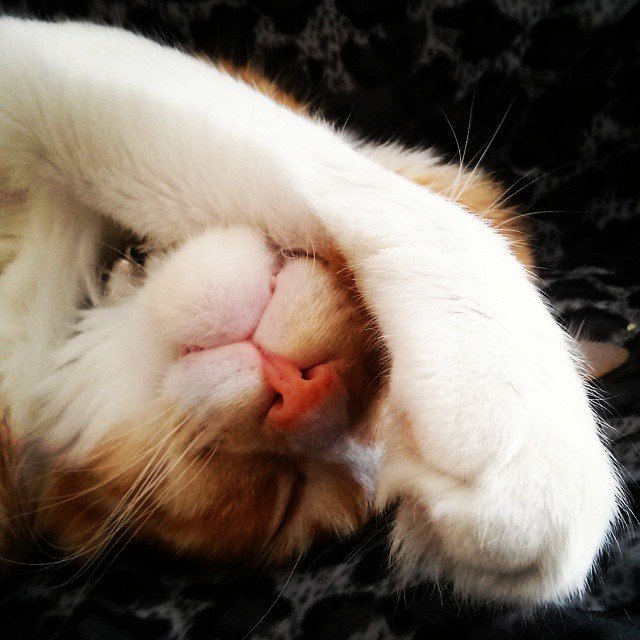 Insta#athensvoice 11.11.14 Insta#athensvoice 11.11.14