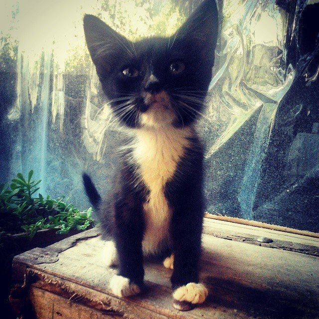 Insta#athensvoice 11.11.14 Insta#athensvoice 11.11.14