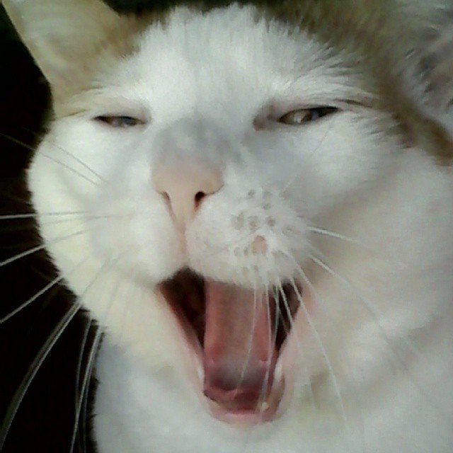 Insta#athensvoice 11.11.14 Insta#athensvoice 11.11.14