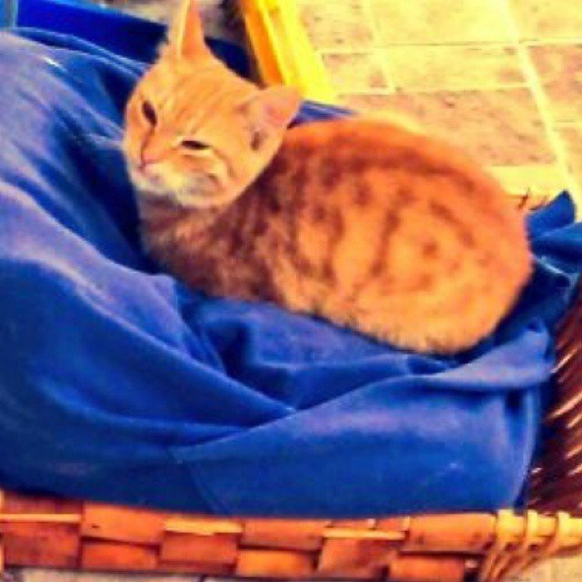 Insta#athensvoice 11.11.14 Insta#athensvoice 11.11.14