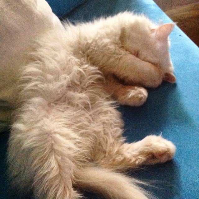 Insta#athensvoice 11.11.14 Insta#athensvoice 11.11.14