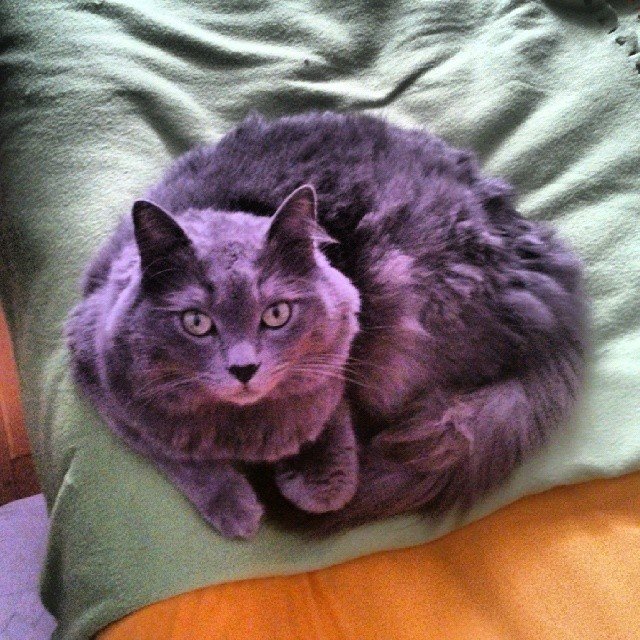 Insta#athensvoice 11.11.14 Insta#athensvoice 11.11.14