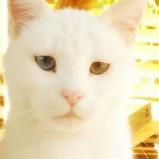 Insta#athensvoice 14.11.14