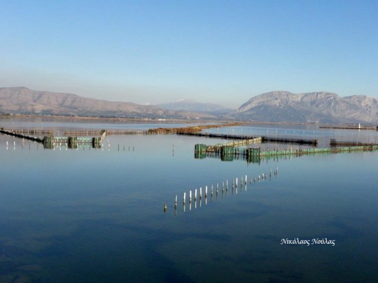athens voice readers, greece