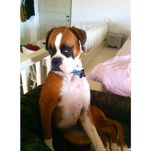 Iris Koumousi @iriskoum_ #likeamodel #boxer Iris Koumousi @iriskoum_ #likeamodel #boxer