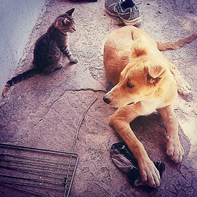 georgia pergamalis @ge0piwi georgia pergamalis @ge0piwi