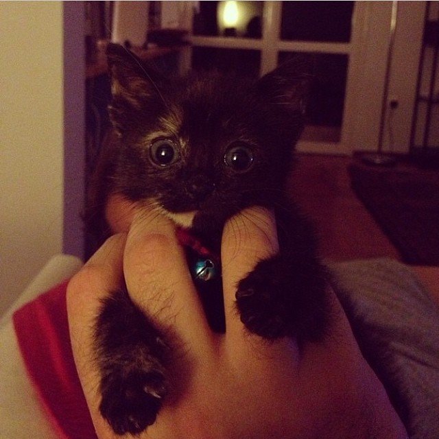 elena stamouli @buffalover elena stamouli @buffalover