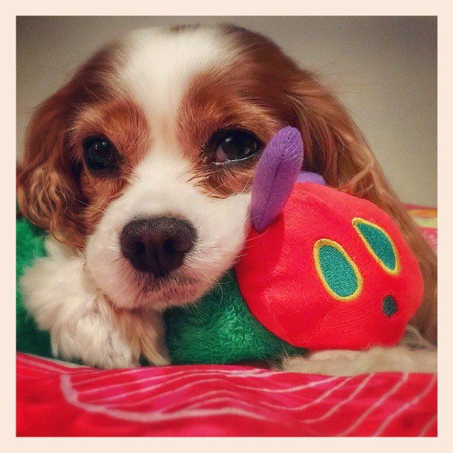 elvis and me @alisanfanny elvis and me @alisanfanny